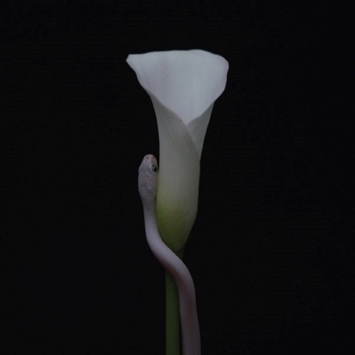 Parrhesia album cover.